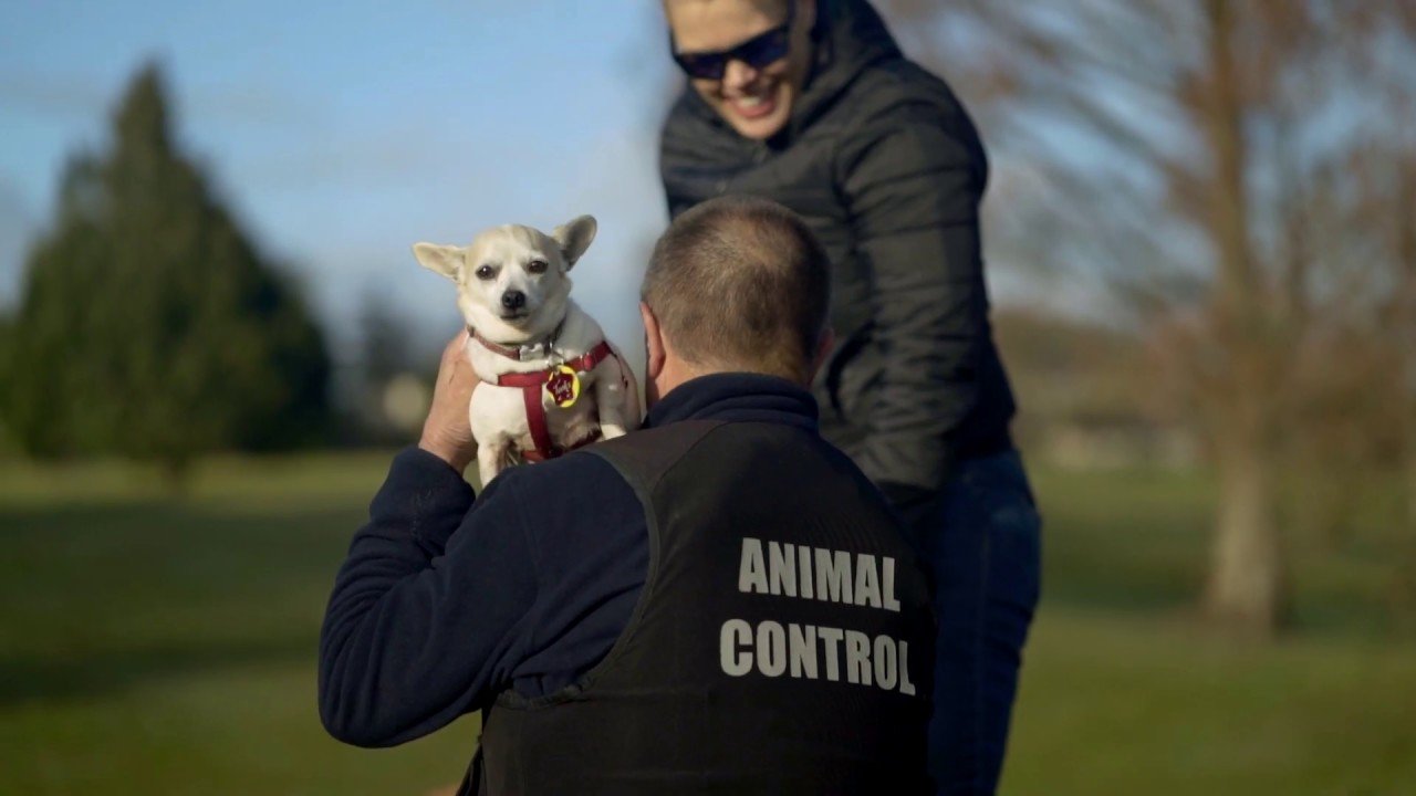 animal-control-nz-institute-of-animal-management