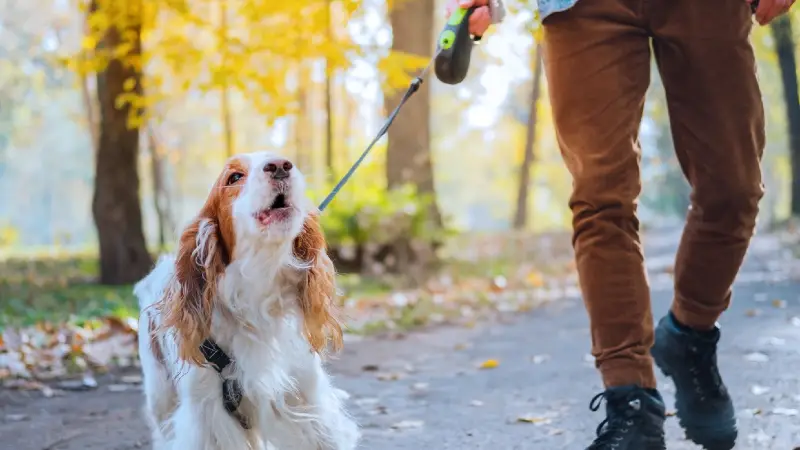 the-process-of-making-a-complaint-about-a-dog-barking-in-new-zealand